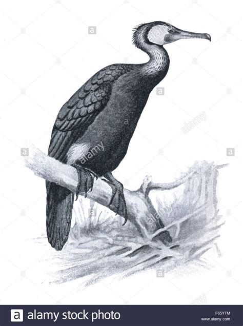 cormorant drawing  getdrawings