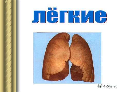 Презентация на тему: "Легкие курильщика, стаж 10 лет Легкие курящего ...