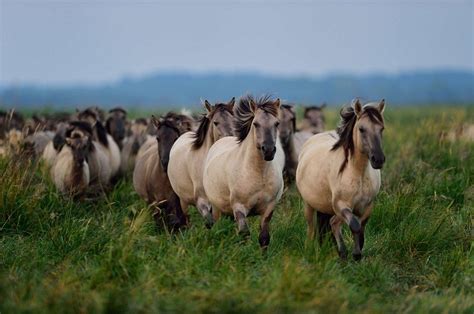 Konik Horse Info, Origin, History, Pictures