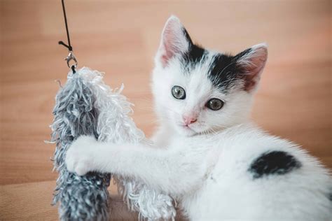 7 Simple Toys Kittens Love (Kitten Toys They Will Actually Use!)