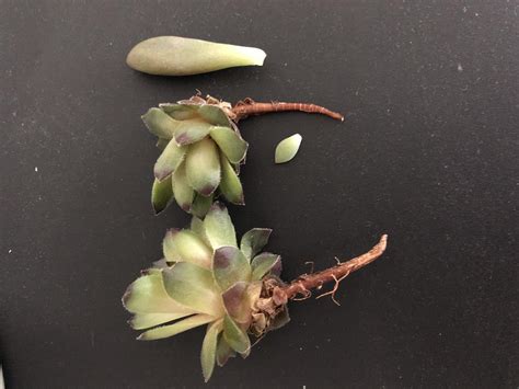 Look at these big boys I found just chillin' naked on the shelf of the