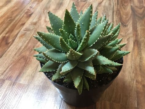Crocodile Plant (Aloe Brevifolia)