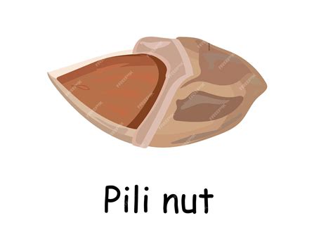 Premium Vector | Hawaiian Pili nut. Exotic products. Walnut pili ...