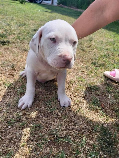 Pitbull Albino