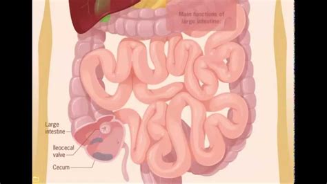 Human digestive system - HD Animation - YouTube