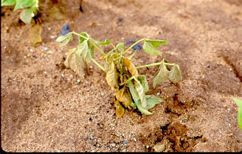 green bean diseases pythium rot rhizoctonia root rot