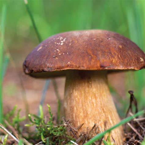 importance  medicinal values  mushroom