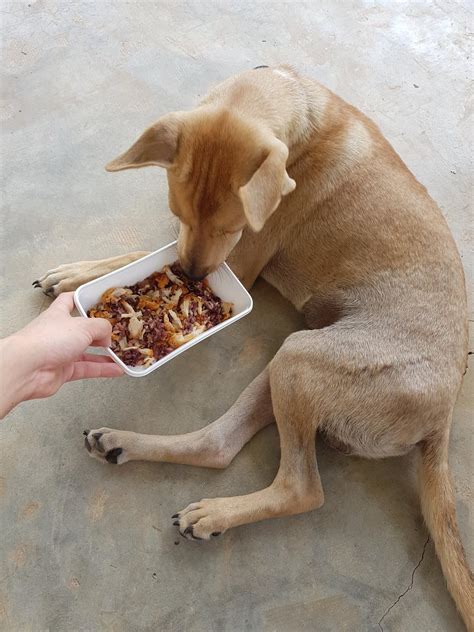 how much chicken and rice to feed dog