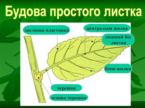 Листок - презентация онлайн