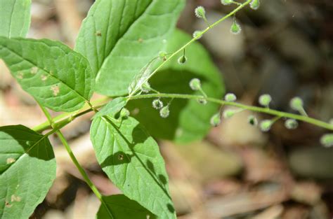 [Zone 6a] [Wild] some annoying plant found in the yard. : r/whatsthisplant