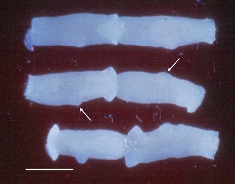 Tapeworms in Dogs and Cats - Tapeworms in Dogs and Cats - MSD Veterinary Manual