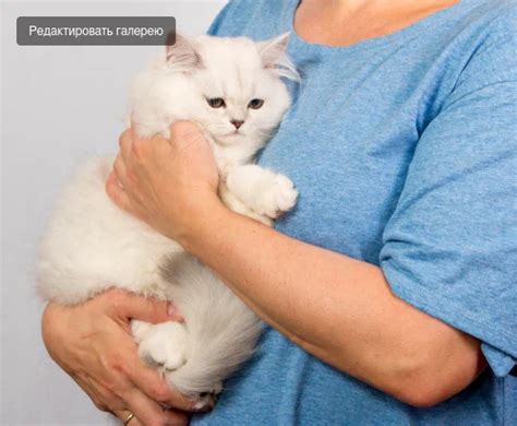 Как правильно поднимать кошку? Совет специалиста | КотоВедение | Дзен
