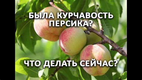 Если у вас была курчавость персика - обязательно посмотрите что делать ...