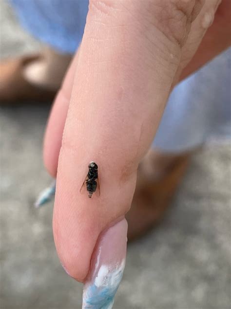 Brachyceran Flies from Иглино, Респ. Башкортостан, Россия, 452410 on ...