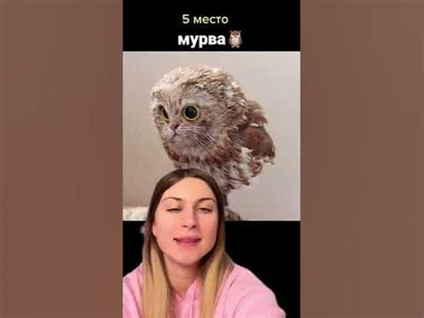 Если бы была #планета #кошек #обзор #коты #котики #обзоры #юмор - YouTube