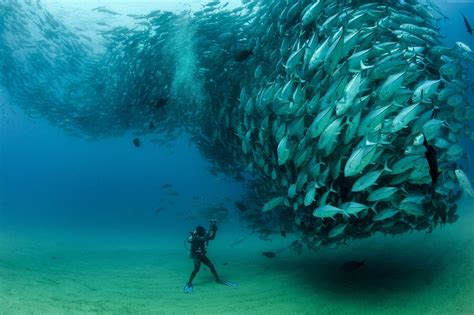 Freediving Wallpapers - Top Free Freediving Backgrounds - WallpaperAccess