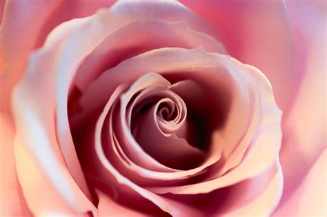 pink rose  stock photo public domain pictures