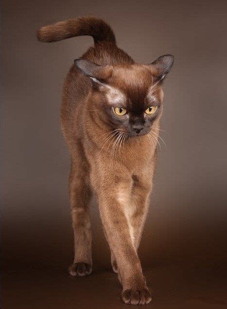 Burma Cat. | Katt, Kattraser, Djur