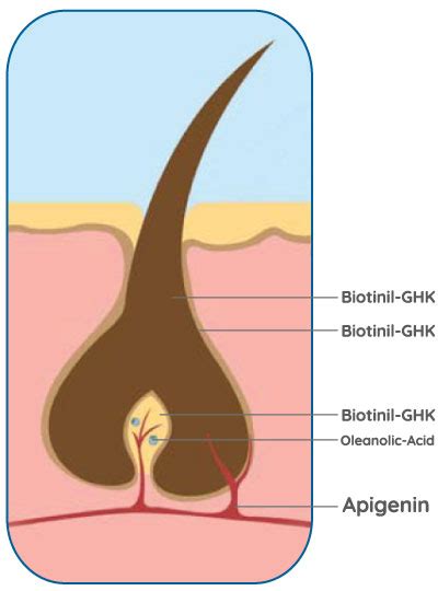 Kapigen Hair Loss Shampoo - Stimulates Regrowth, Repairs Hair Follicles ...