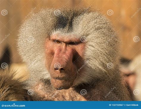 Baboon, Papio, a portrait. stock image. Image of lives - 132732067