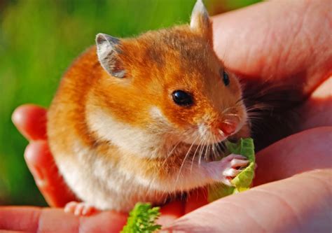 🐹 Cages pour Hamsters - Test et Avis | Animaitre