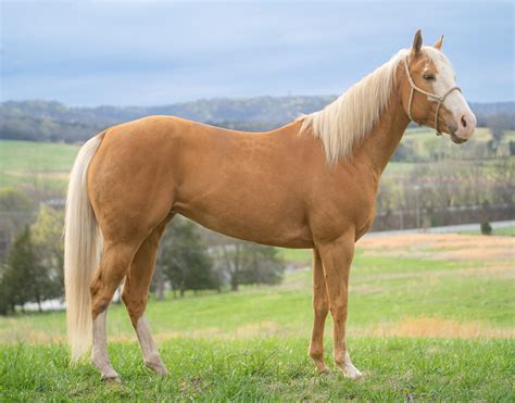 Everything you need to know about the G Ruff world tour 30