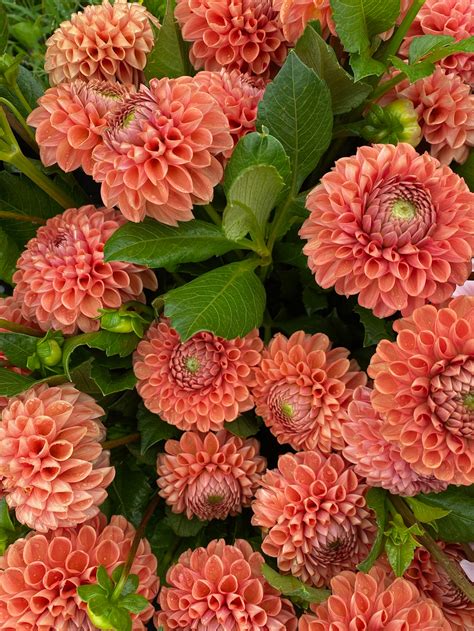 Cornel Bronze Dahlia Tuber Pre-Order | Pisarcik Flower Farm
