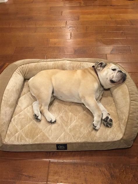Best Size Of Bed For English Bulldog at Larry Emilie blog