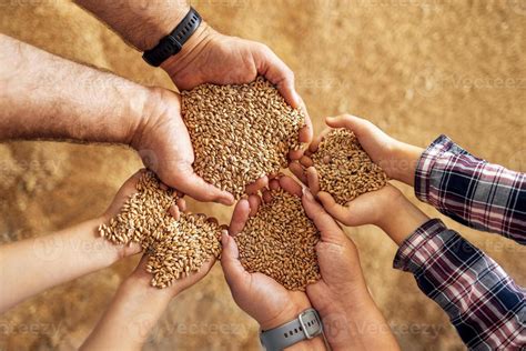 handful grains stock  images  backgrounds