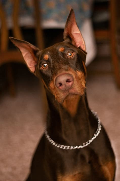 Doberman Ear Cropping: Enhance Appearance and Functionality