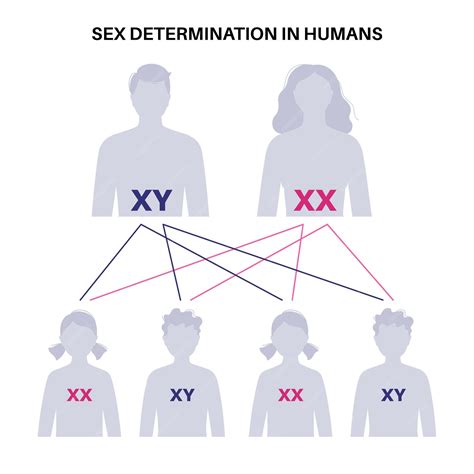 Determinación del sexo en los humanos Vector infográfico de los