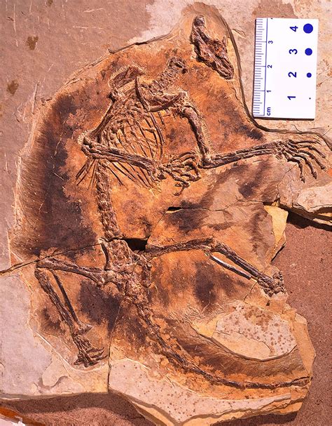 Species New to Science: [PaleoMammalogy • 2017] Maiopatagium ...