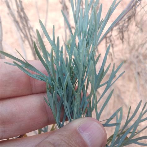 Hunnemannia Sweet