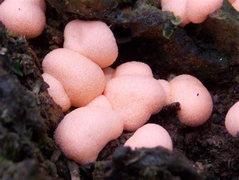 Pink Slime Mold Lycogola epidendrum - BRITISH NATURE GUIDE