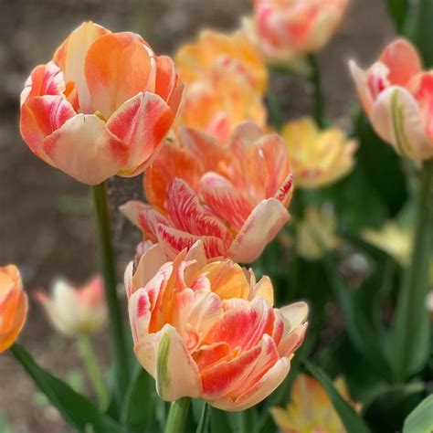 Tulip Double Late Charming Beauty - 10 bulbs - Longfield Gardens