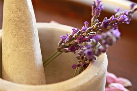 22 Lavender Tea Health Benefits, Nutrition, Recipe, Side Effects - TeaFame