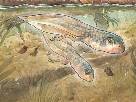 story   frog swallowing  snake photo