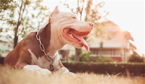 When Do Pitbulls Go Into Heat - Signs, Timings, And To Dos