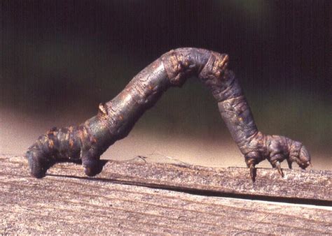 Camouflage 102 – Mimicry – Field Station