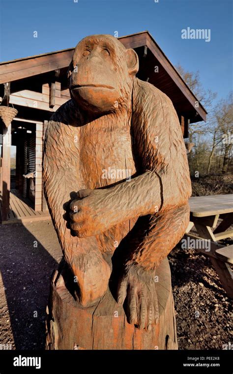 Wooden statue of monkey in Trent Park, London Stock Photo - Alamy
