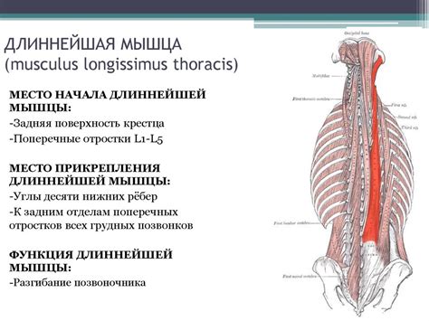 Анатомия человека - презентация онлайн
