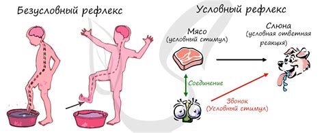 Высшая нервная деятельность, подготовка к ЕГЭ по биологии