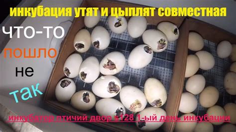 инкубация утят и цыплят совместная - YouTube