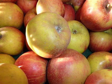 darmowe zdjecia jablko natura owoc jedzenie produkowac