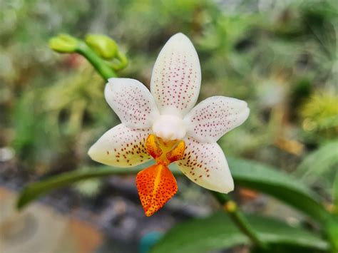 Phal Mini Mark. So the funny thing was; I originally saw it on Reddit ...