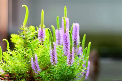 Pogostemon erectus - Indische Sternpflanze - Flowgrow Wasserpflanzen ...