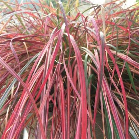 Miscanthus ‘Little Miss’ | Erbacee perenni | Green Service