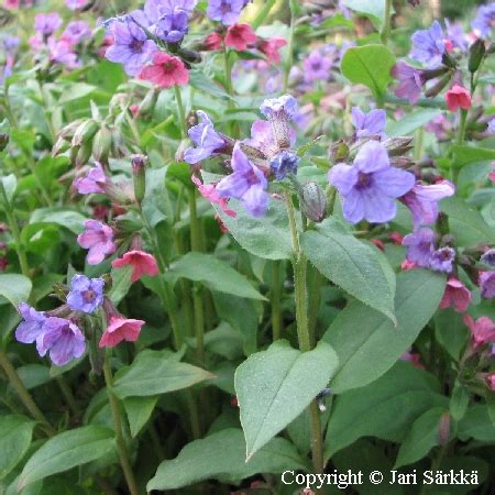 Pulmonaria obscura - lehtoimikkä - lungört