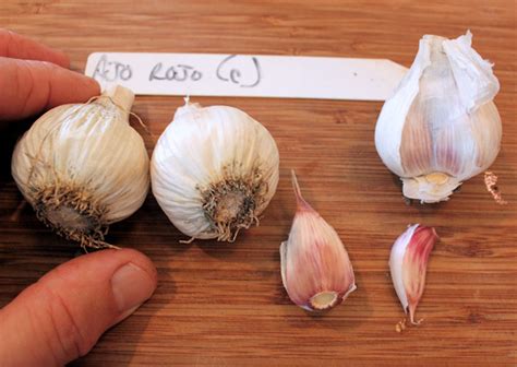 Ajo Rojo Garlic (OurHappy Acres.com) - SeedWise - SeedWise.com