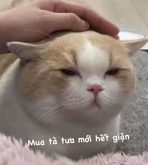 meme meo doi sieu de thuong anh meo gian nguoi yeu cute
